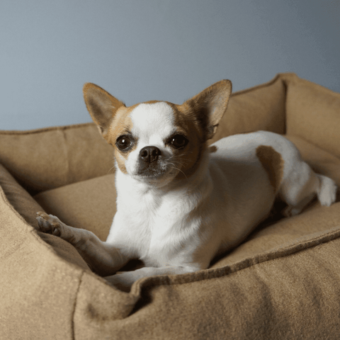 MØVIK Luxury High Side Dog Bed by Labbvenn in Biscuit - Pets Own Us - Labbvenn - United Kingdom