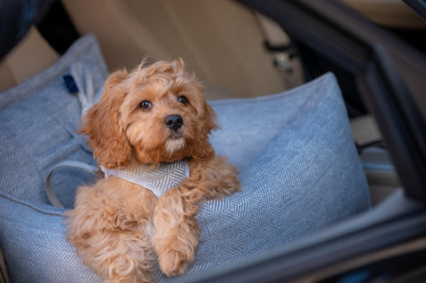Oh Charlie Luxury Dog Car Seat | Florence - Pets Own Us - Oh Charlie - United Kingdom