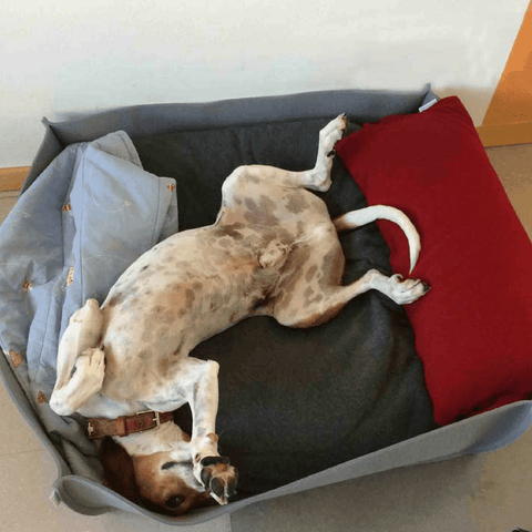 Orthopedic Pet Bed By Pet Interiors - Grey Felt Bowl - Pets Own Us - Pet Interiors - United Kingdom