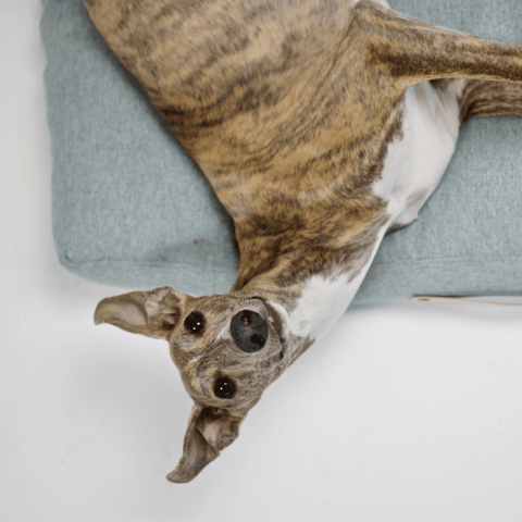 Oslo Luxury Dog Bed by Labbvenn in Cloud - Pets Own Us - Labbvenn - United Kingdom