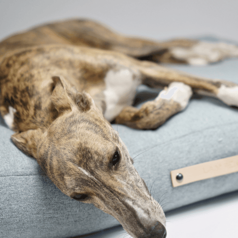 Oslo Luxury Dog Bed by Labbvenn in Cloud - Pets Own Us - Labbvenn - United Kingdom