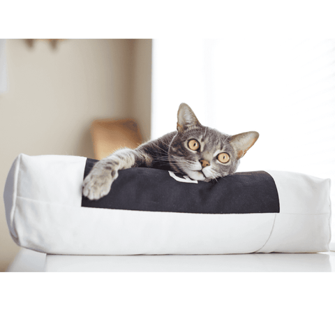 Padi Cat Cushion by MyKotty - Pets Own Us - MyKotty - United Kingdom