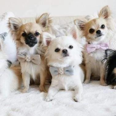 Pearls Bowtie by Oh Charlie - Celeste & Beige - Pets Own Us - Oh Charlie - United Kingdom