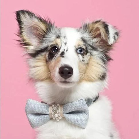 Pearls Bowtie by Oh Charlie - Celeste & Beige - Pets Own Us - Oh Charlie - United Kingdom