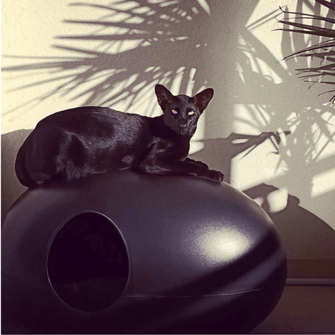 Poopoopeedo Cat Litter by Sin Design - Black - Pets Own Us - Sin Design - United Kingdom