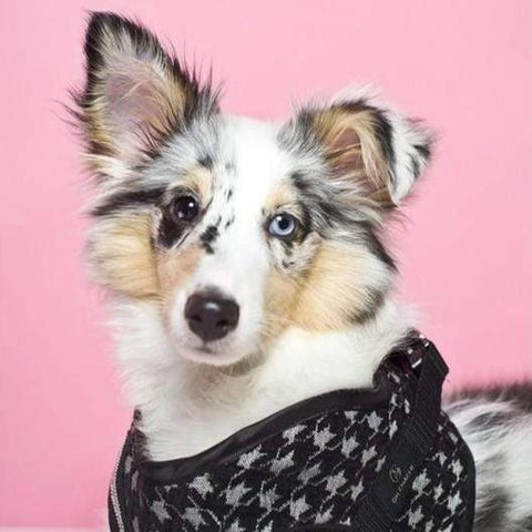 Prestige Harnesses by Oh Charlie - Black - Pets Own Us - Oh Charlie - United Kingdom