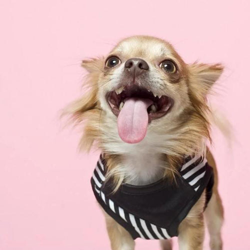 Royce Harnesses by Oh Charlie - Black & White Stripes - Pets Own Us - Oh Charlie - United Kingdom