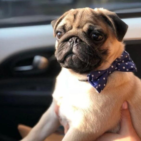 Street Bowtie by Oh Charlie - Navy & White Dots - Pets Own Us - Oh Charlie - United Kingdom