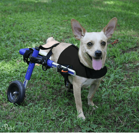 Walkin’ Amputee Dog Leg Ring Cover - Pets Own Us - Wheels4Dogs - AMP1-S United Kingdom