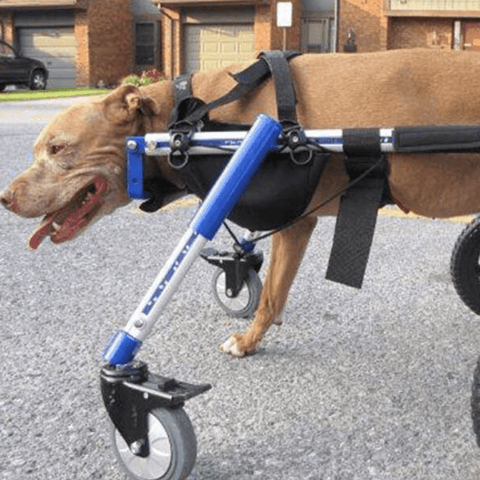 Walkin’ Amputee Dog Leg Ring Cover - Pets Own Us - Wheels4Dogs - AMP1-S United Kingdom