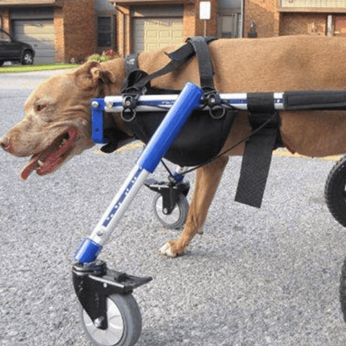 Walkin’ Amputee Dog Leg Ring Cover - Pets Own Us - Wheels4Dogs - AMP1-S United Kingdom