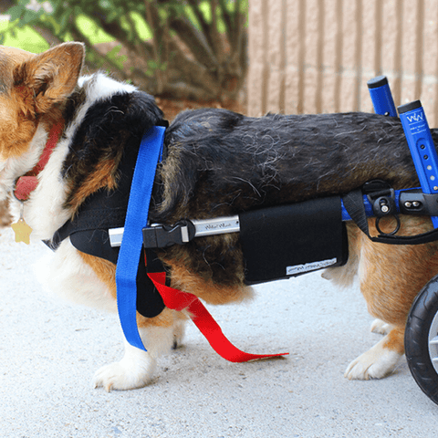 Walkin’ Belly Support - Pets Own Us - Wheels4Dogs - BWRAP0-XS United Kingdom