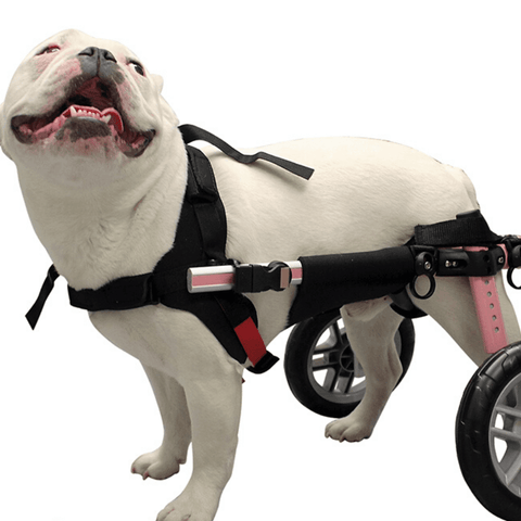 Walkin’ Belly Support - Pets Own Us - Wheels4Dogs - BWRAP0-XS United Kingdom