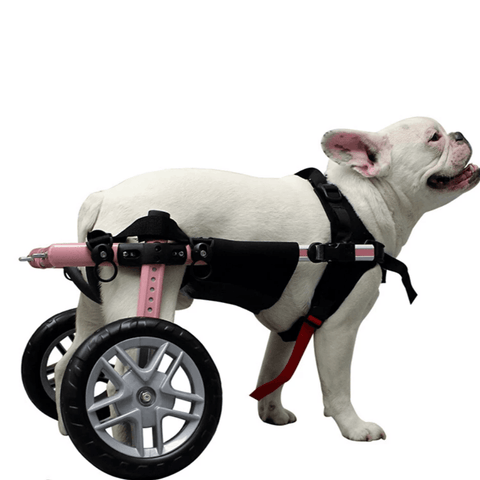 Walkin’ Belly Support - Pets Own Us - Wheels4Dogs - BWRAP0-XS United Kingdom