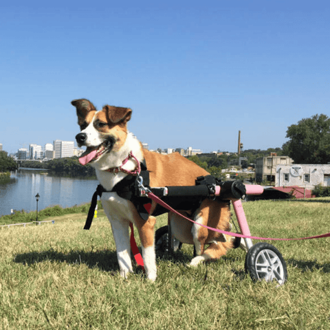 Walkin’ Belly Support - Pets Own Us - Wheels4Dogs - BWRAP0-XS United Kingdom