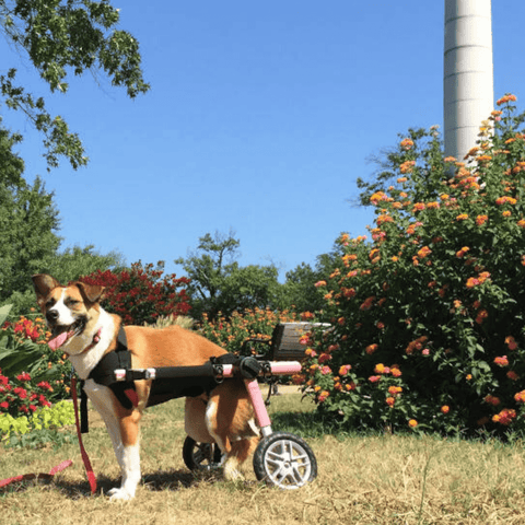 Walkin’ Belly Support - Pets Own Us - Wheels4Dogs - BWRAP0-XS United Kingdom