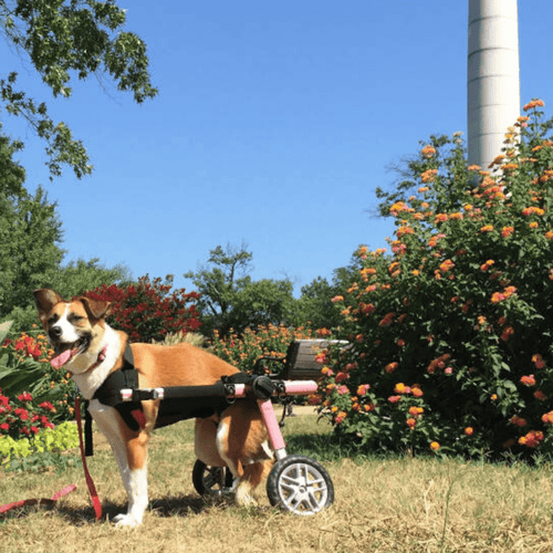 Walkin’ Belly Support - Pets Own Us - Wheels4Dogs - BWRAP0-XS United Kingdom