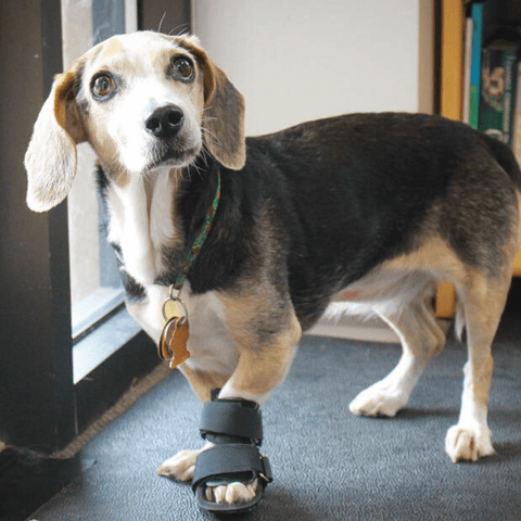 Walkin’ Bootie Dog Splint - Pets Own Us - Wheels4Dogs - SPLINTS-BOOTIE-A-XS United Kingdom