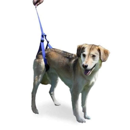Walkin’ Rear Support Leash - Pets Own Us - Wheels4Dogs - United Kingdom