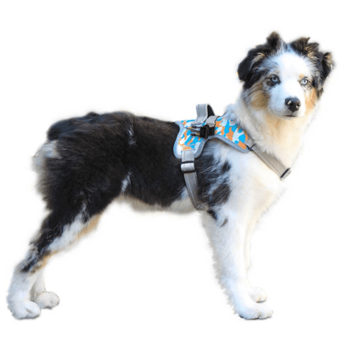 Walkin’ Warrior Front Harness - Pets Own Us - Wheels4Dogs - United Kingdom