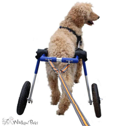 Walkin’ Wheelchair Dog Leash - Pets Own Us - Wheels4Dogs - United Kingdom