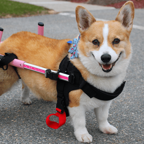 Walkin’ Wheels CORGI Dog Wheelchair - Pets Own Us - Wheels4Dogs - FC1-CORGI-68 United Kingdom