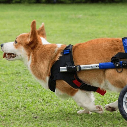 Walkin’ Wheels CORGI Dog Wheelchair - Pets Own Us - Wheels4Dogs - FC1-CORGI-68 United Kingdom