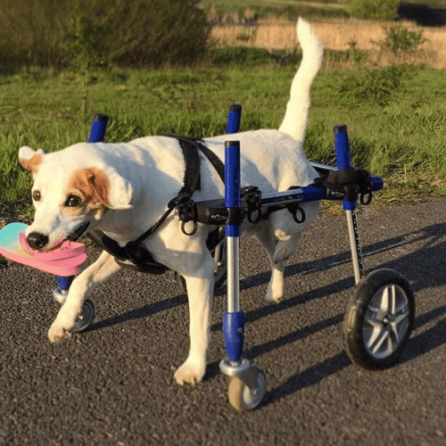 Walkin’ Wheels CORGI Dog Wheelchair - Pets Own Us - Wheels4Dogs - FC1-CORGI-68 United Kingdom