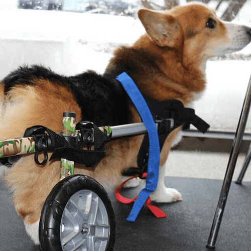 Walkin’ Wheels CORGI Dog Wheelchair - Pets Own Us - Wheels4Dogs - FC1-CORGI-68 United Kingdom