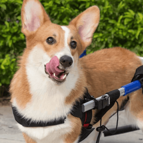 Walkin’ Wheels CORGI Dog Wheelchair - Pets Own Us - Wheels4Dogs - FC1-CORGI-68 United Kingdom