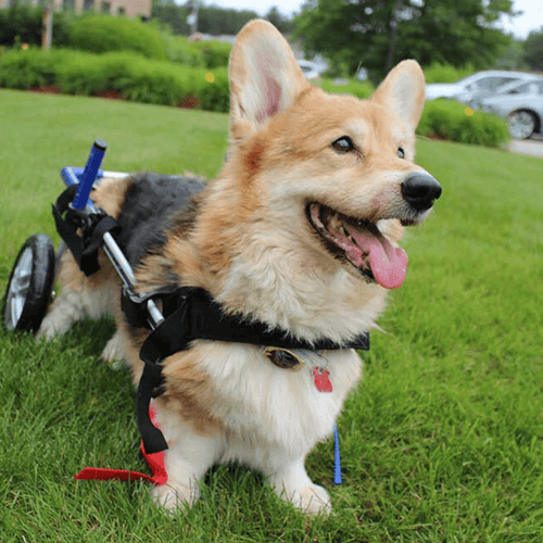 Walkin’ Wheels CORGI Dog Wheelchair - Pets Own Us - Wheels4Dogs - FC1-CORGI-68 United Kingdom