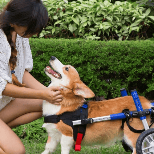 Walkin’ Wheels CORGI Dog Wheelchair - Pets Own Us - Wheels4Dogs - FC1-CORGI-68 United Kingdom