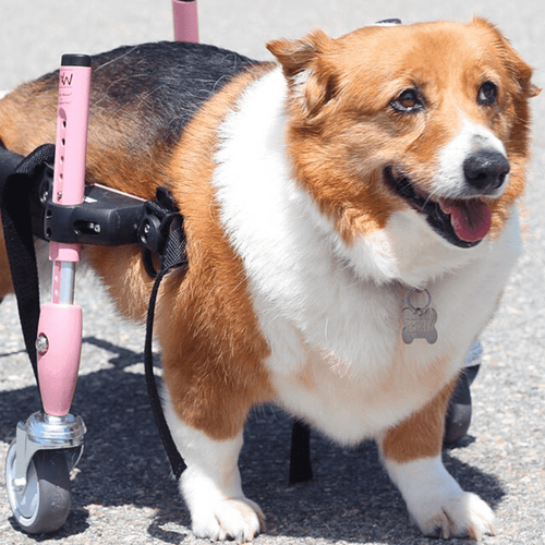 Walkin’ Wheels CORGI Dog Wheelchair - Pets Own Us - Wheels4Dogs - FC1-CORGI-68 United Kingdom