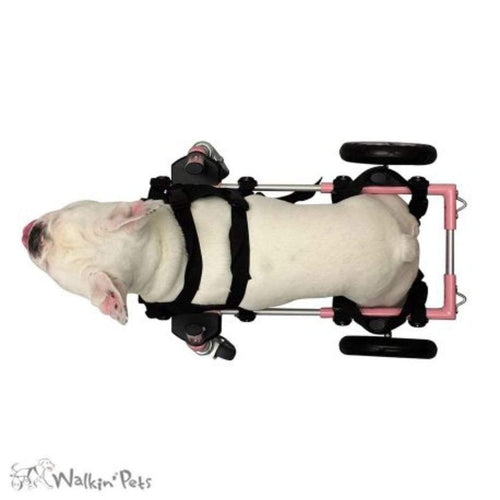 Walkin’ Wheels Front Neoprene Harness - Pets Own Us - Wheels4Dogs - United Kingdom