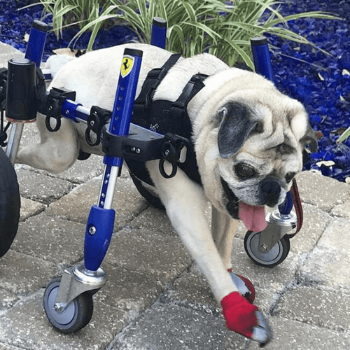 Walkin’ Wheels Front Neoprene Harness - Pets Own Us - Wheels4Dogs - United Kingdom