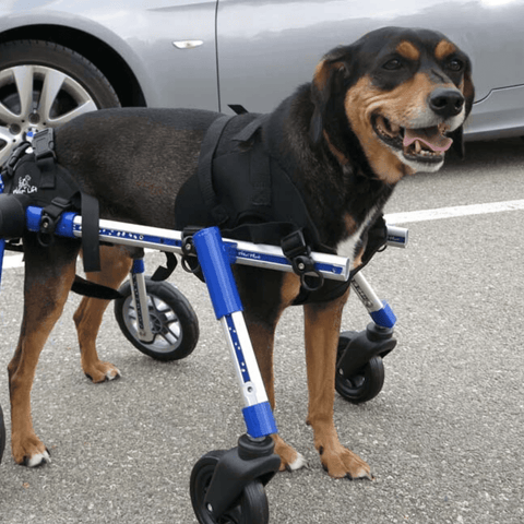 Walkin’ Wheels Full Support/4-Wheel MEDIUM - Pets Own Us - Wheels4Dogs - QC4-0604 United Kingdom