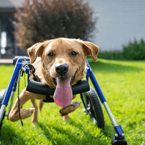 Walkin’ Wheels Full Support/4-Wheel MEDIUM - Pets Own Us - Wheels4Dogs - QC4-0604 United Kingdom
