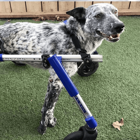 Walkin’ Wheels Full Support/4-Wheel MEDIUM - Pets Own Us - Wheels4Dogs - QC4-0604 United Kingdom