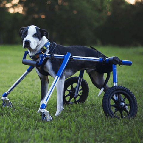 Walkin’ Wheels Full Support/4-Wheel MEDIUM - Pets Own Us - Wheels4Dogs - QC4-0604 United Kingdom