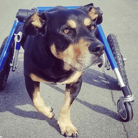 Walkin’ Wheels Full Support/4-Wheel MEDIUM - Pets Own Us - Wheels4Dogs - QC4-0604 United Kingdom