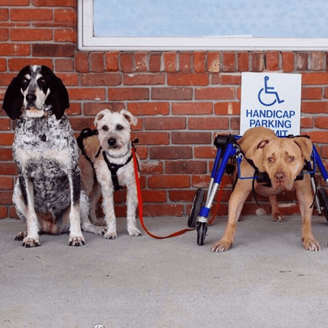 Walkin’ Wheels Full Support/4-Wheel MEDIUM - Pets Own Us - Wheels4Dogs - QC4-0604 United Kingdom