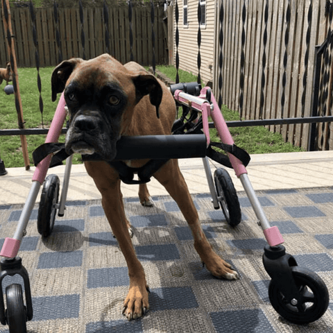 Walkin’ Wheels Full Support/4-Wheel MEDIUM - Pets Own Us - Wheels4Dogs - QC4-0604 United Kingdom
