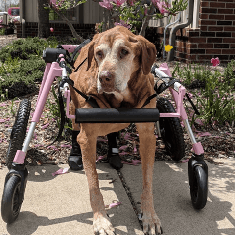 Walkin’ Wheels Full Support/4-Wheel Quad Wheelchair, LARGE - Pets Own Us - Wheels4Dogs - QC7-0912 United Kingdom