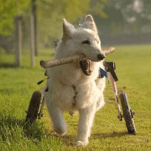 Walkin’ Wheels LARGE Dog Wheelchair, Rear - Pets Own Us - Wheels4Dogs - FC7-912 United Kingdom