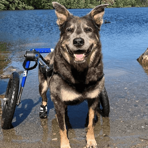 Walkin’ Wheels LARGE Dog Wheelchair, Rear - Pets Own Us - Wheels4Dogs - FC7-912 United Kingdom