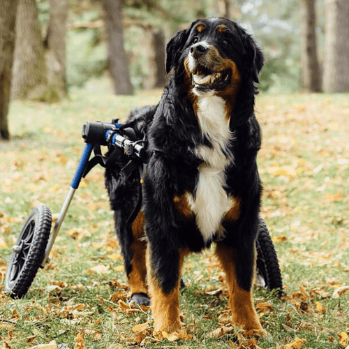 Walkin’ Wheels LARGE Dog Wheelchair, Rear - Pets Own Us - Wheels4Dogs - FC7-912 United Kingdom