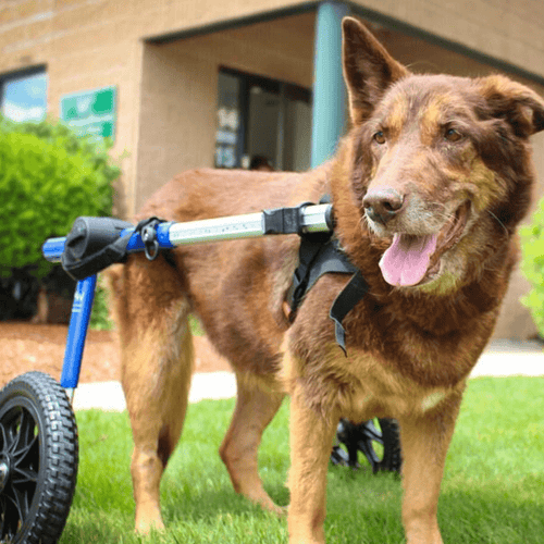 Walkin’ Wheels LARGE Dog Wheelchair, Rear - Pets Own Us - Wheels4Dogs - FC7-912 United Kingdom