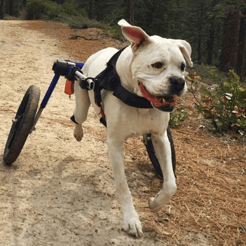 Walkin’ Wheels LARGE Dog Wheelchair, Rear - Pets Own Us - Wheels4Dogs - FC7-912 United Kingdom