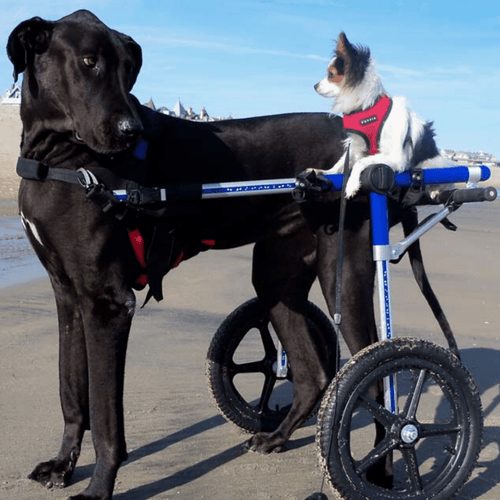 Walkin’ Wheels LARGE Dog Wheelchair, Rear - Pets Own Us - Wheels4Dogs - FC7-912 United Kingdom