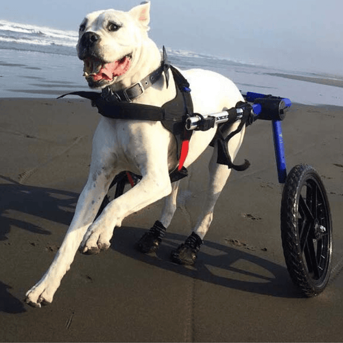 Walkin’ Wheels LARGE Dog Wheelchair, Rear - Pets Own Us - Wheels4Dogs - FC7-912 United Kingdom